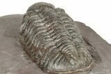 Glassy Austerops Trilobite - Jorf, Morocco #328585-5